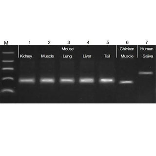 Benchmark Scientific Accuris™ Fast Extraction PCR Kit-1