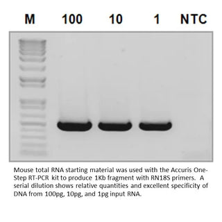 Benchmark Scientific Accuris™ One-Step RT-PCR Kit-1