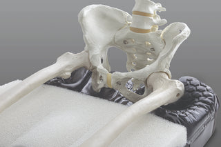 Model of a human pelvis on a textured surface with a neutral background