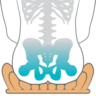 Illustration of a human skeleton with highlighted pelvis and lower spine.