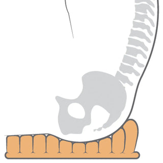 Illustration of a spine with a vertebra highlighted on a white background