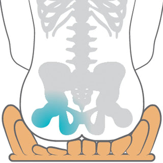Illustration of a human skeleton focusing on the pelvis area.