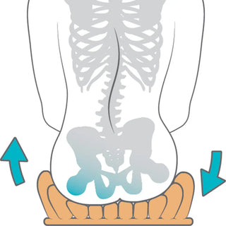 Illustration of a human skeleton focusing on the pelvis with highlighted bones.