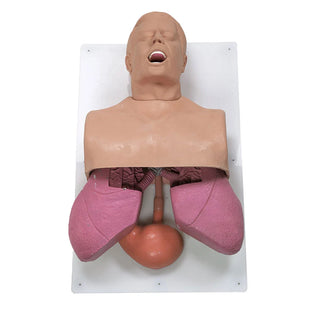 Simulaids 501 Adult Airway Management Trainer with Realistic Anatomy